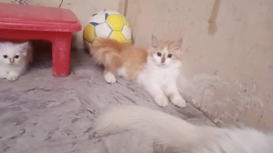 Male and female Persian kittens