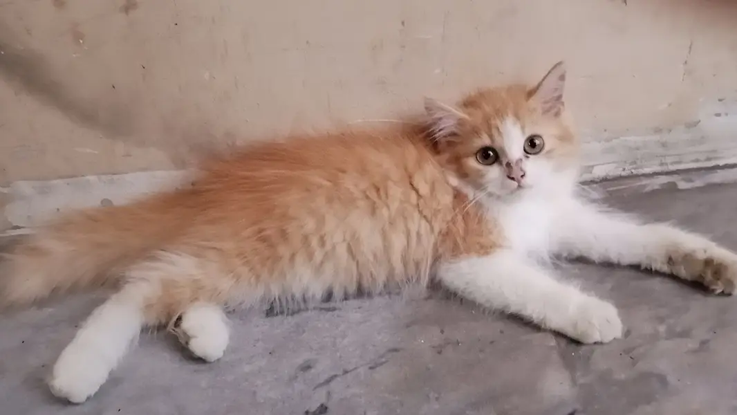 Male and female Persian kittens — photo 2