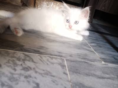 Male and female Persian kittens
