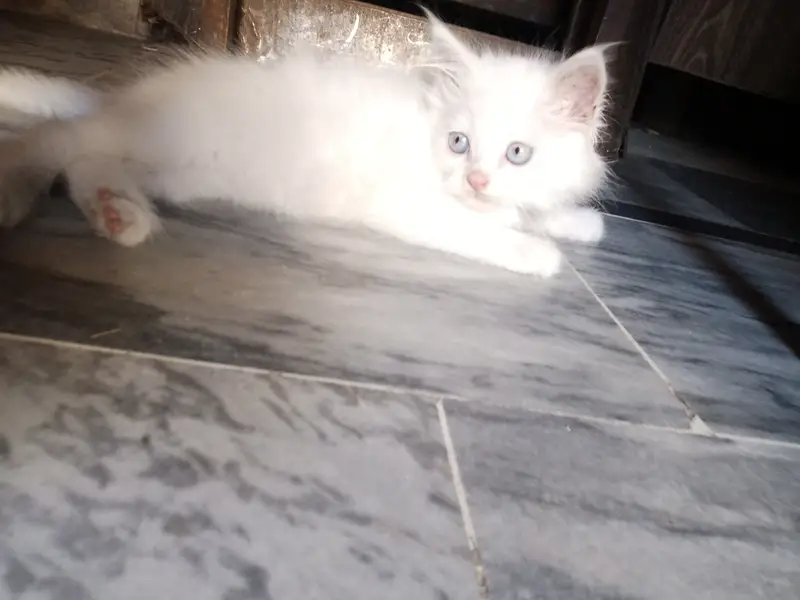 Male and female Persian kittens — photo 3