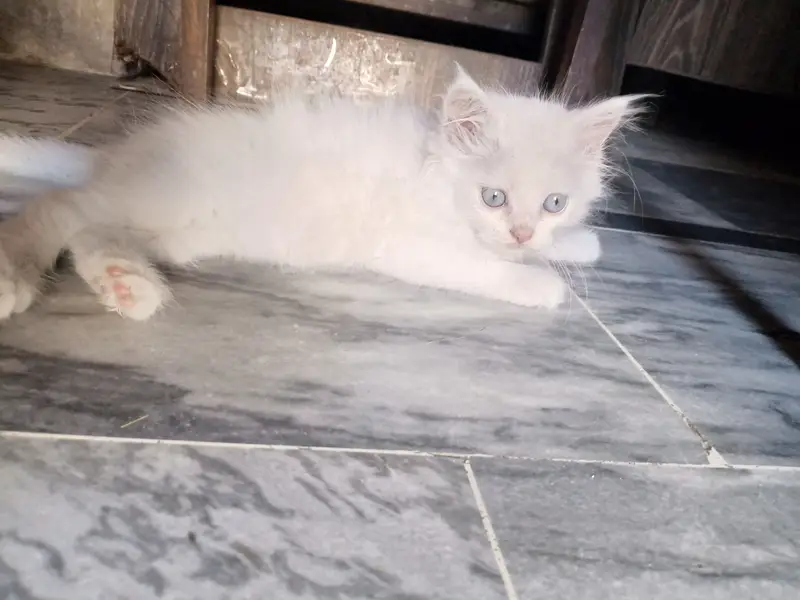 Male and female Persian kittens — photo 4