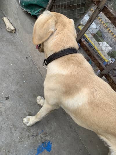 Labrador Male looking for new home||Exchange Possible (03226602048)