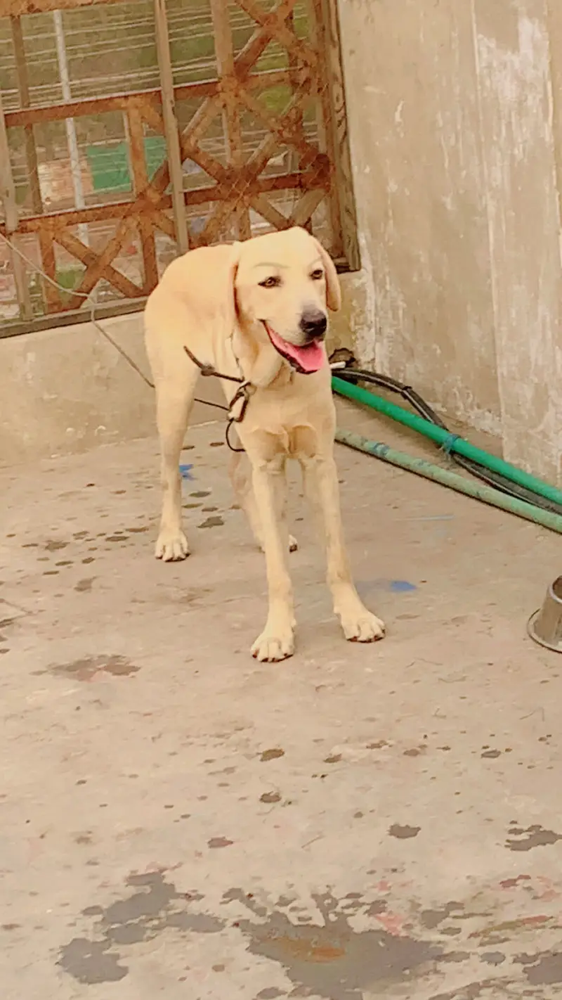 Labrador Male looking for new home||Exchange Possible (03226602048) — photo 2