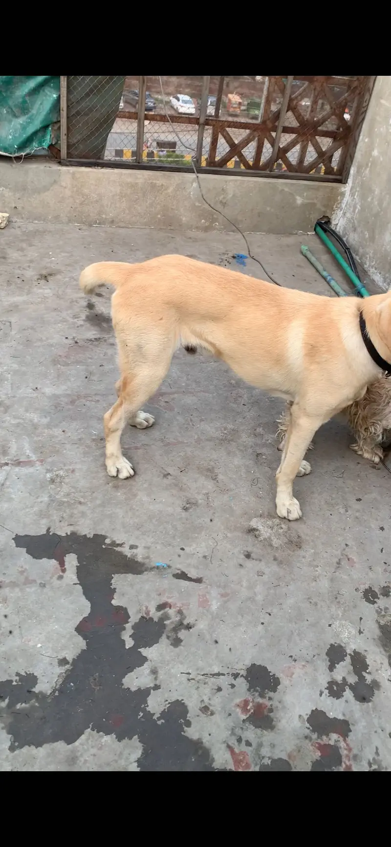 Labrador Male looking for new home||Exchange Possible (03226602048) — photo 3