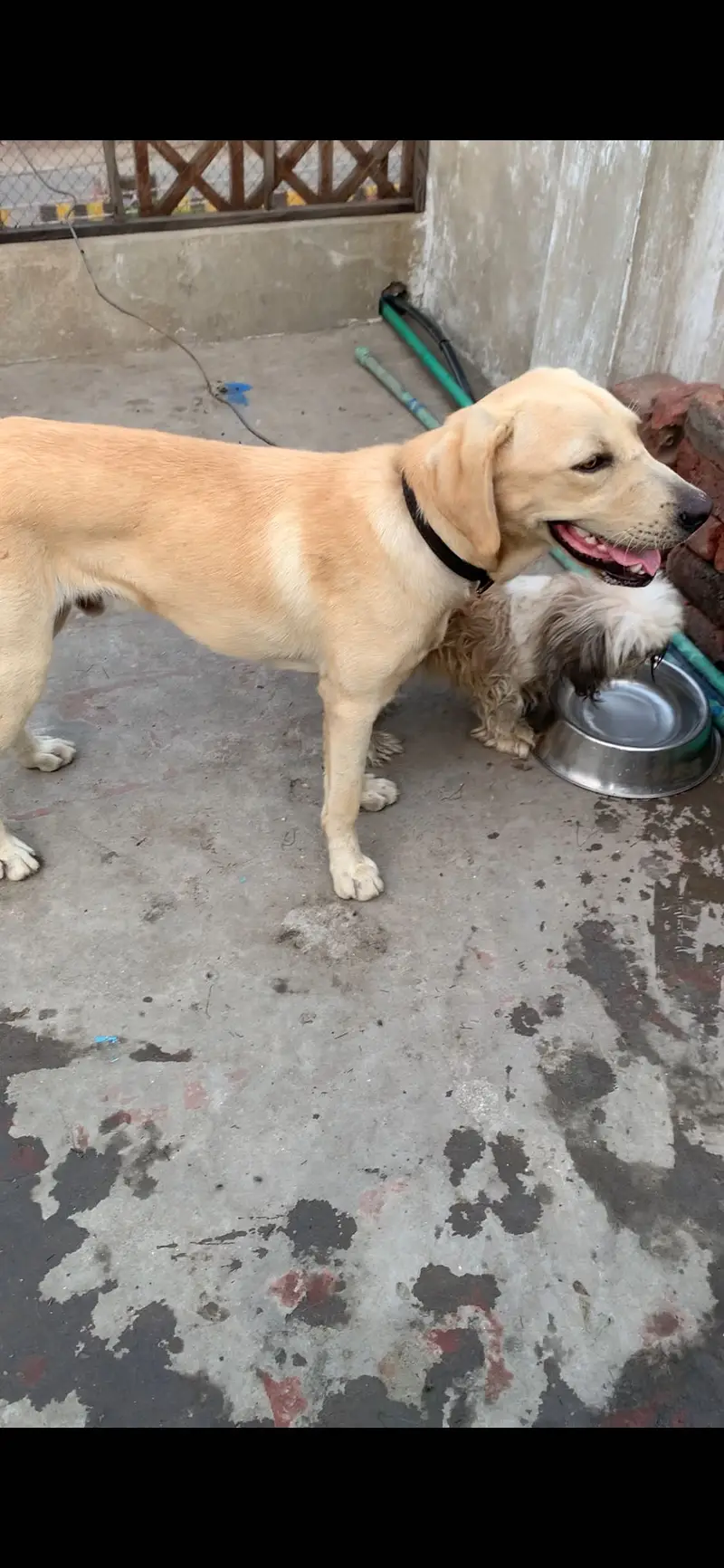 Labrador Male looking for new home||Exchange Possible (03226602048) — photo 4