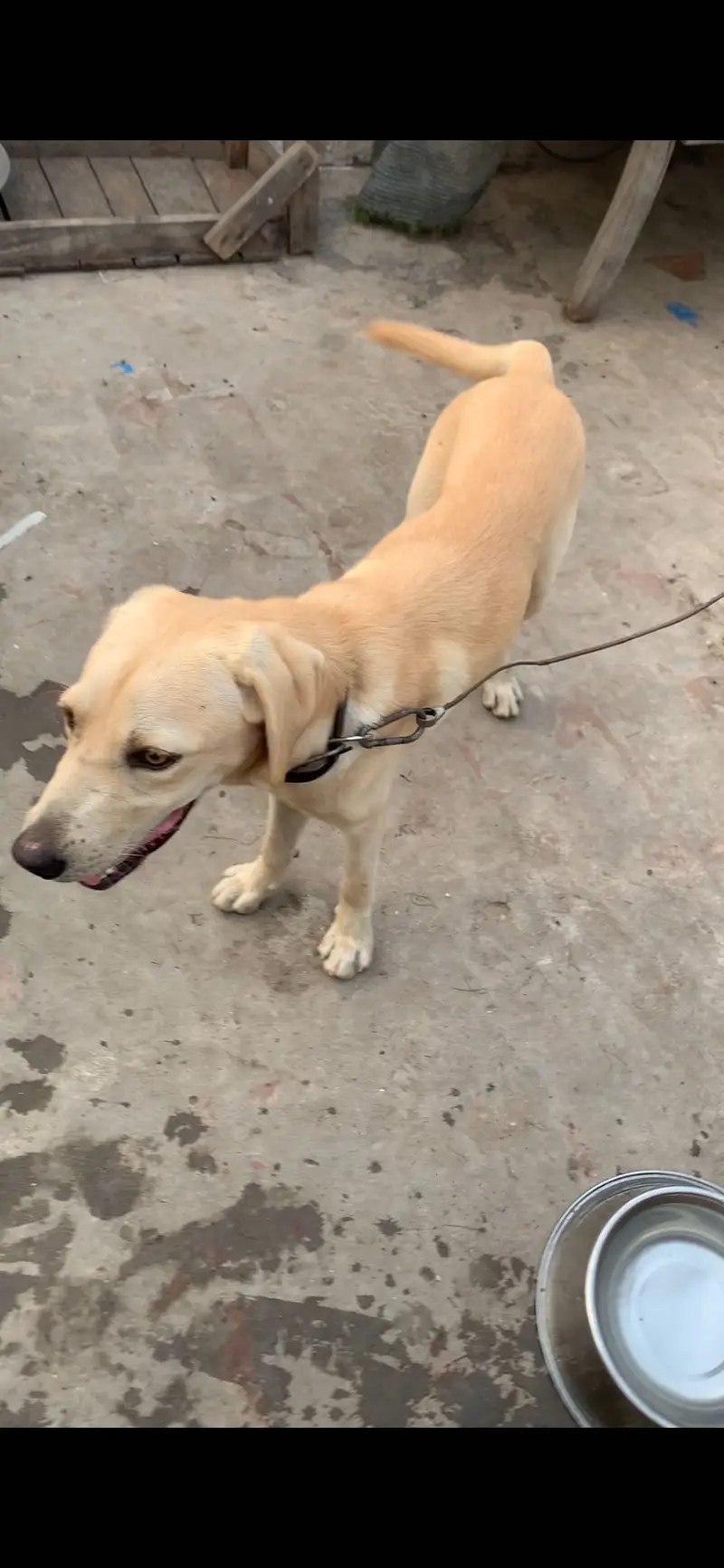 Labrador Male looking for new home||Exchange Possible (03226602048) — photo 5