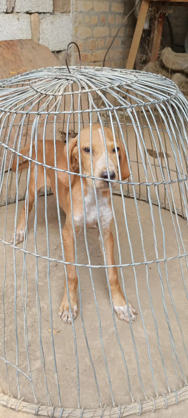 Pointer Dog — photo 3