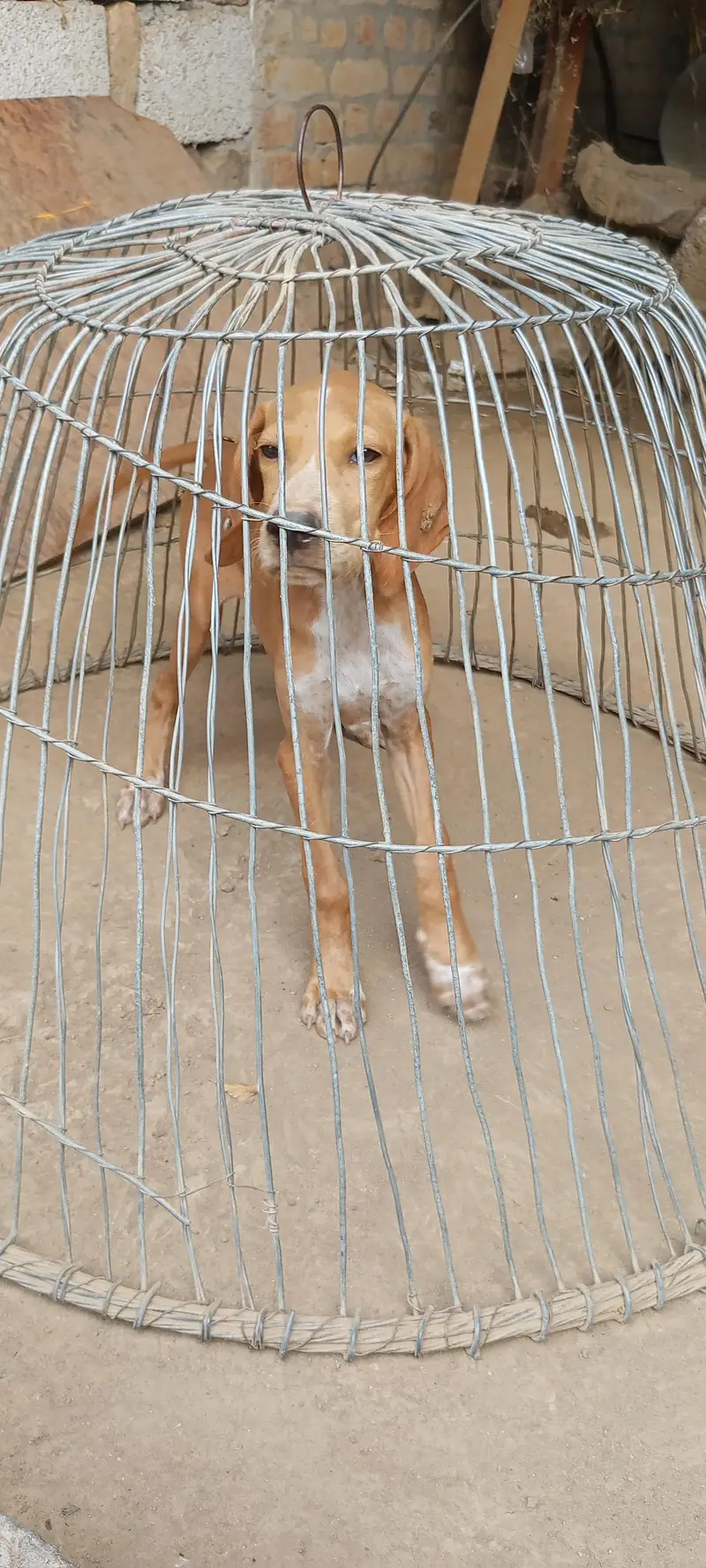 Pointer Dog — photo 4