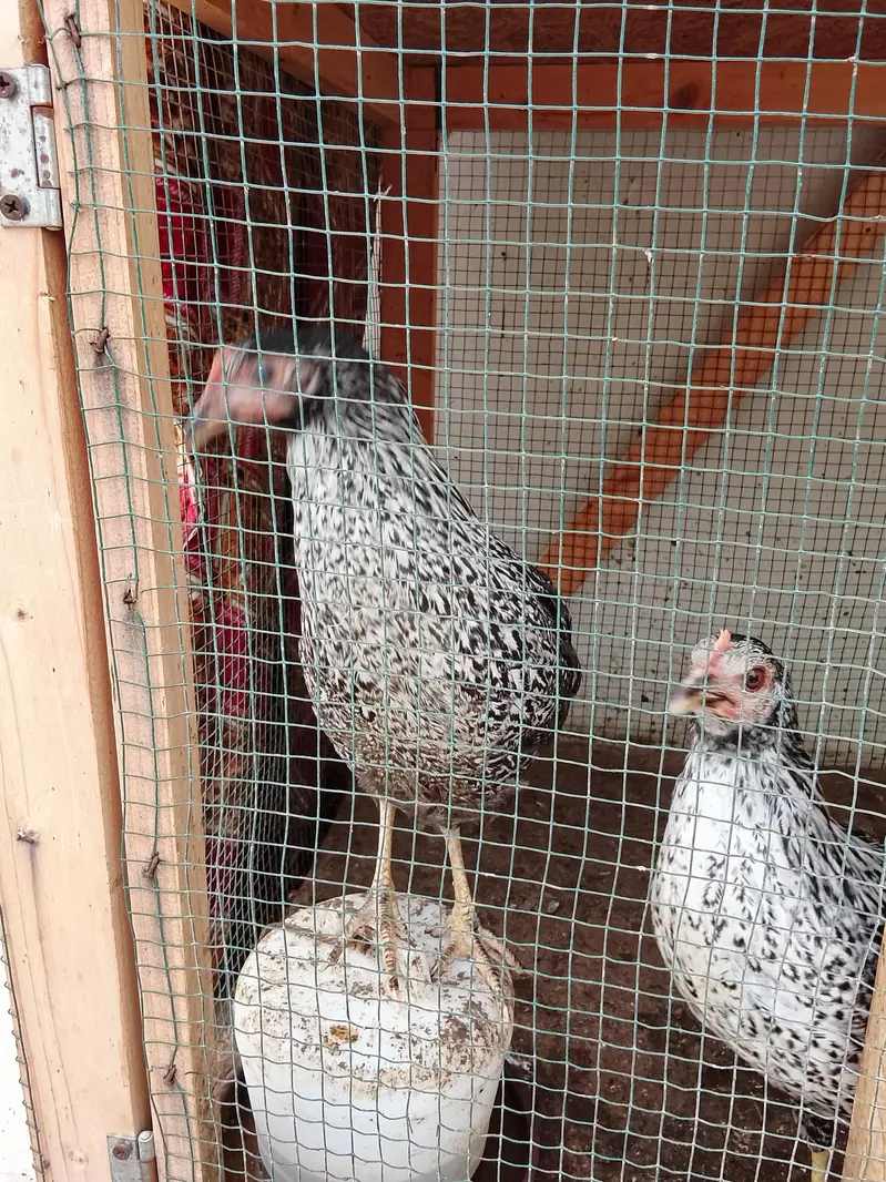 urgent sale Karne ha — photo 2