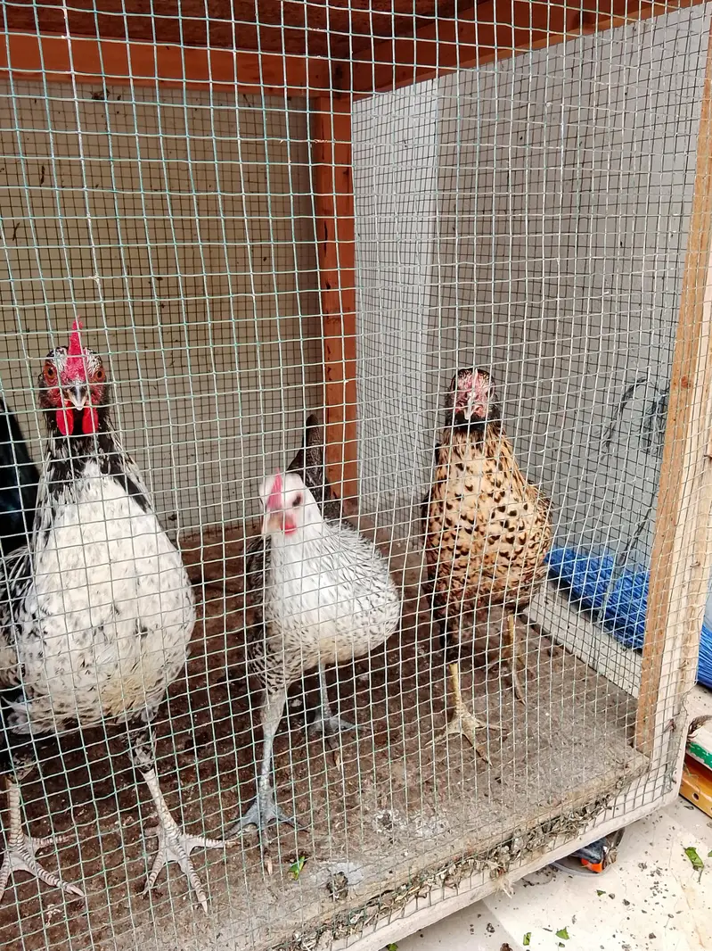 urgent sale Karne ha — photo 3