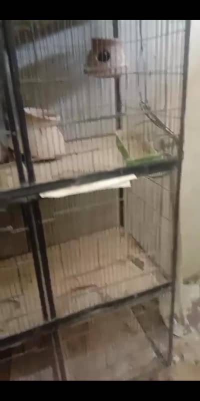 Cage For Birds