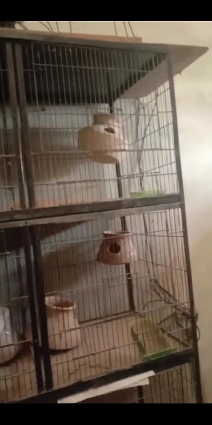 Cage For Birds — photo 3