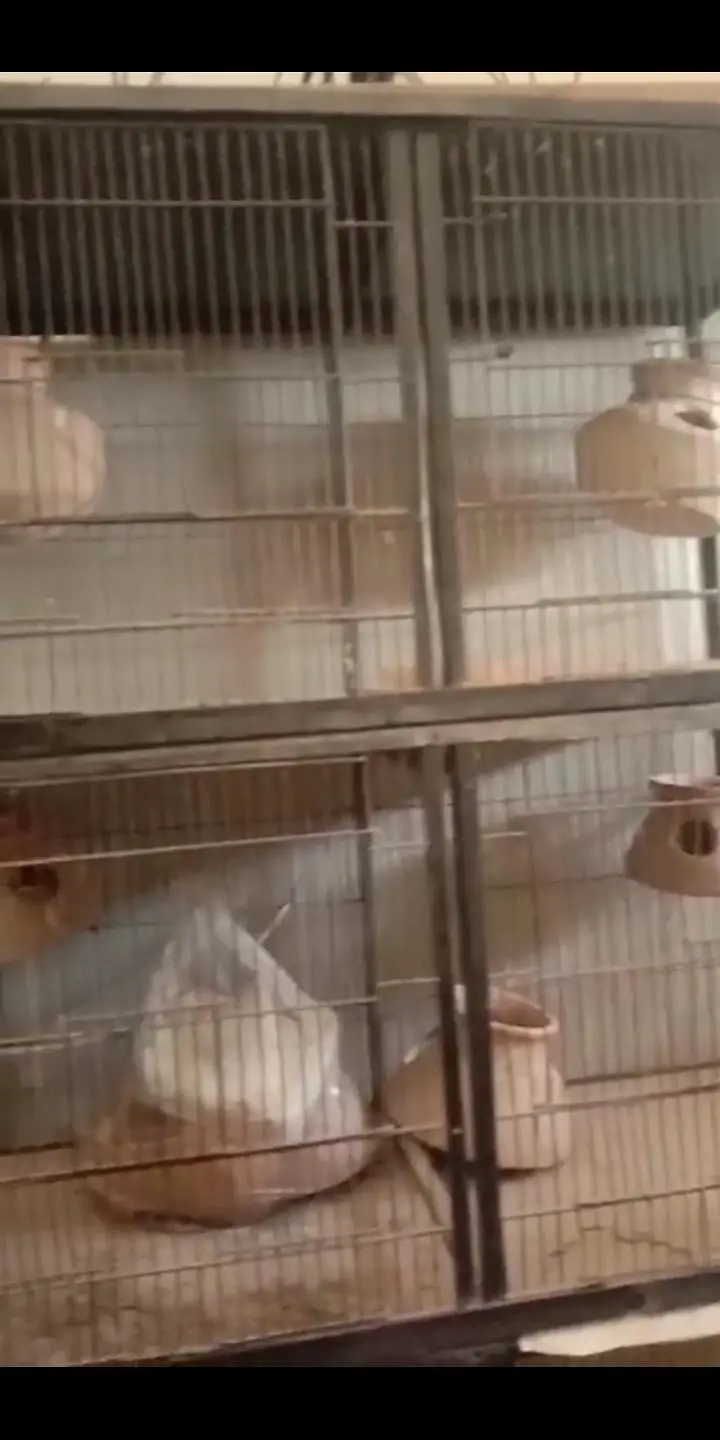 Cage For Birds — photo 4