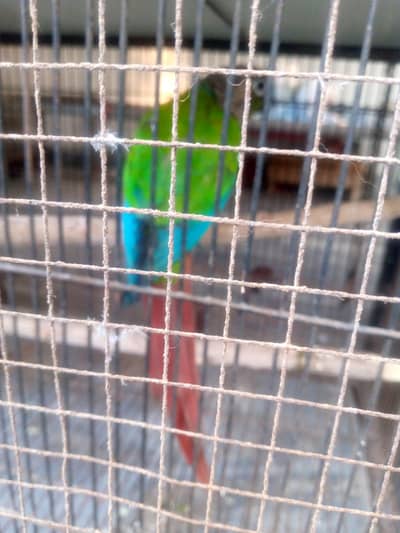 Green cheek Conure pair for sale