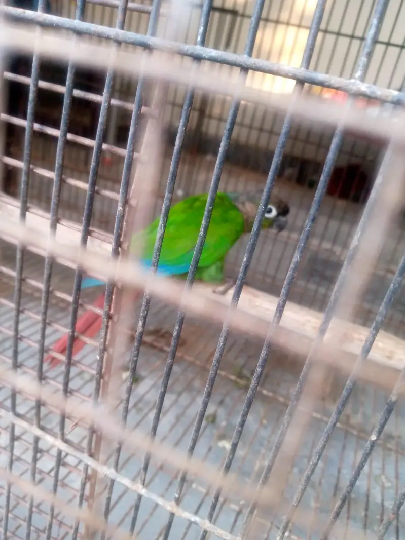 Green cheek Conure pair for sale — photo 2