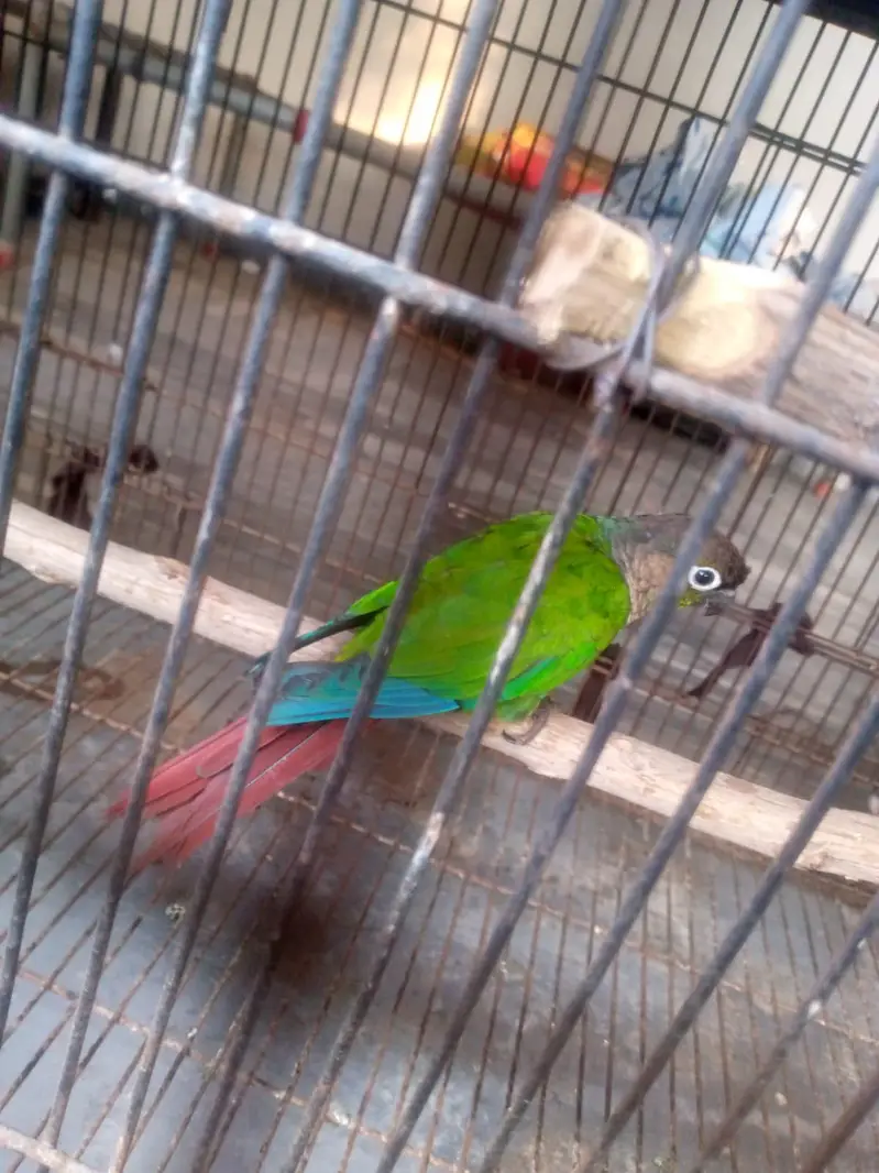 Green cheek Conure pair for sale — photo 3