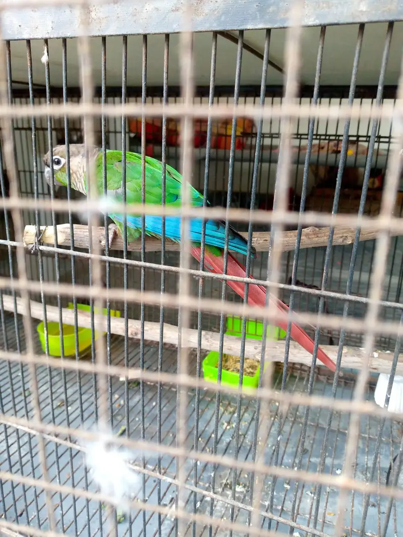 Green cheek Conure pair for sale — photo 4