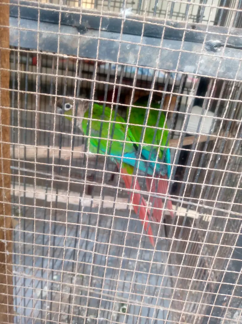 Green cheek Conure pair for sale — photo 5