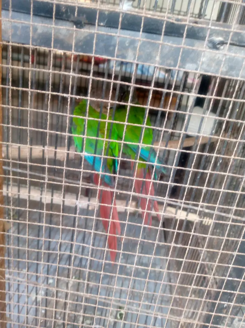 Green cheek Conure pair for sale — photo 6