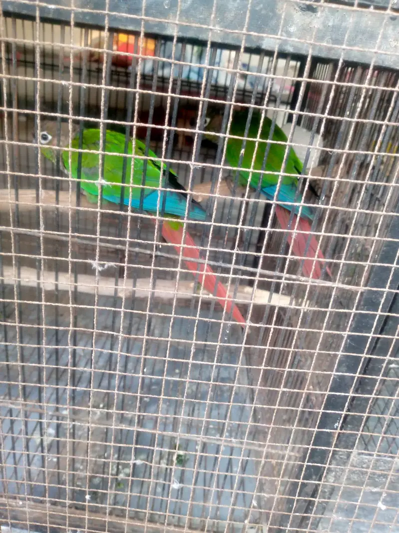 Green cheek Conure pair for sale — photo 7