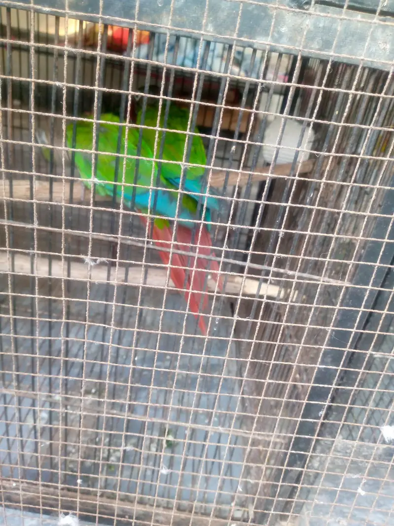 Green cheek Conure pair for sale — photo 8