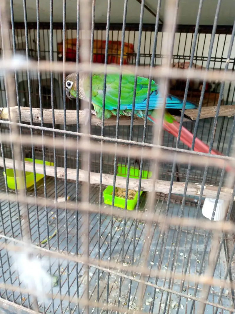 Green cheek Conure pair for sale — photo 9
