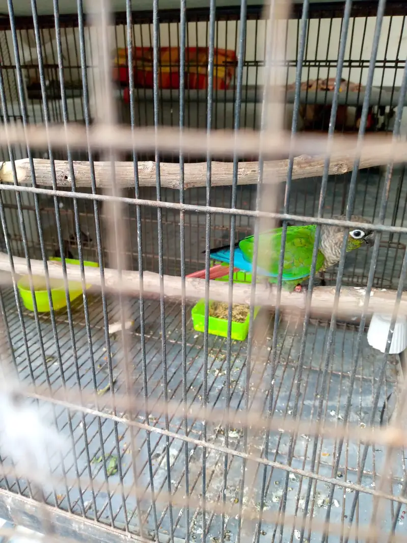 Green cheek Conure pair for sale — photo 10