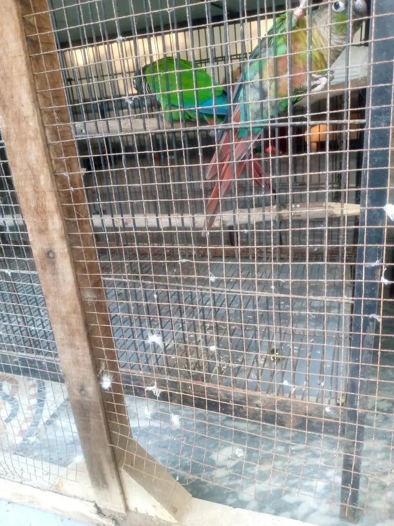 Green cheek Conure pair for sale — photo 11