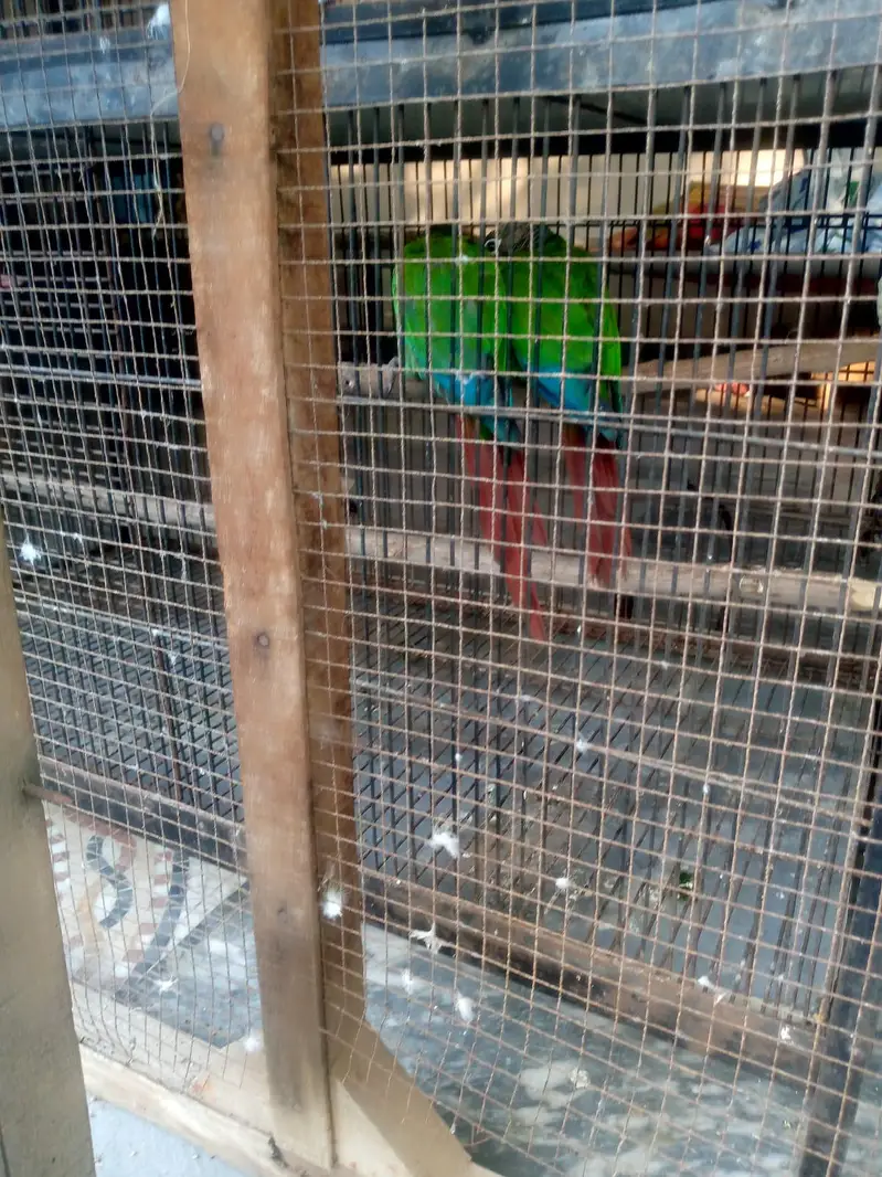 Green cheek Conure pair for sale — photo 12