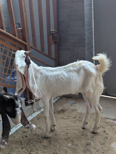 Gulabi Bakra 2 daant Khassi for Sale