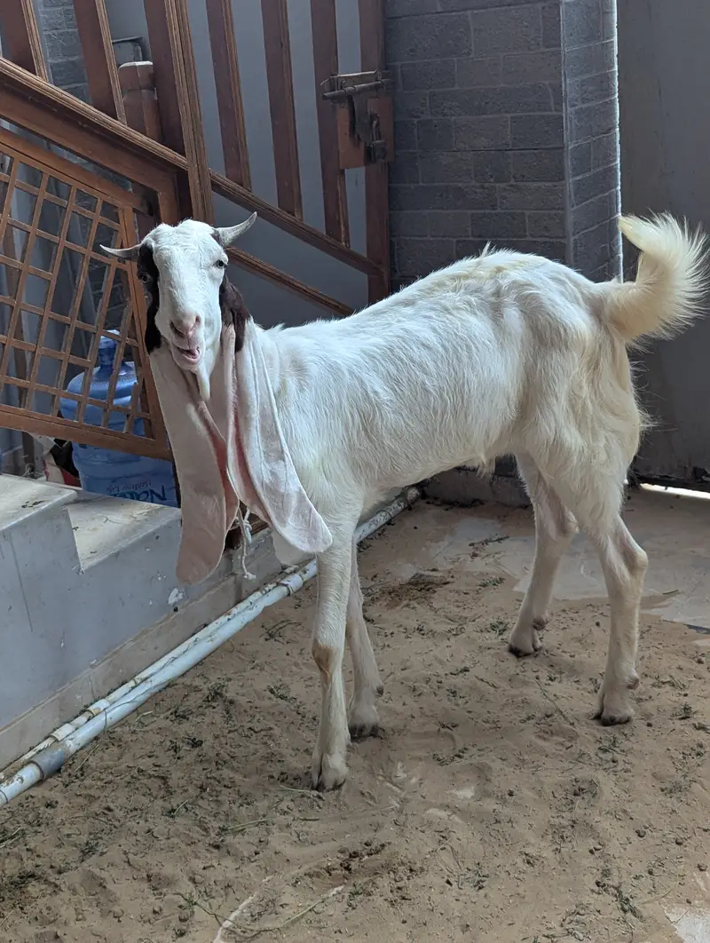 Gulabi Bakra 2 daant Khassi for Sale — photo 2