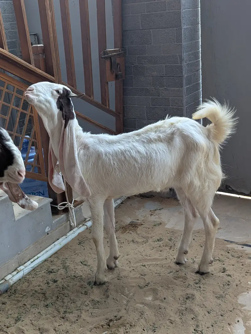 Gulabi Bakra 2 daant Khassi for Sale — photo 3
