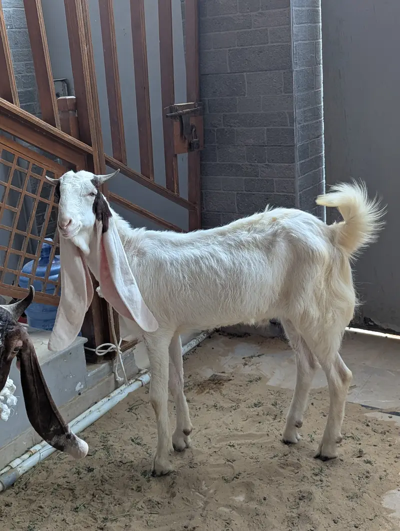 Gulabi Bakra 2 daant Khassi for Sale — photo 4