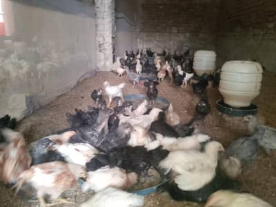 Australorp chicks