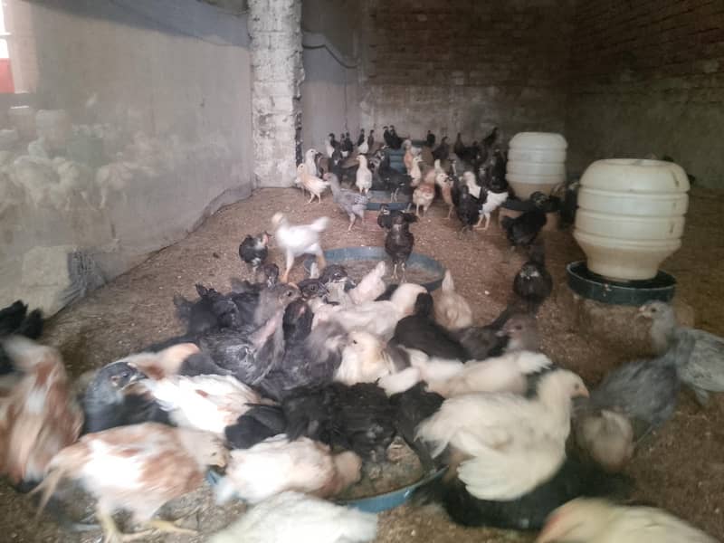 Australorp chicks 0