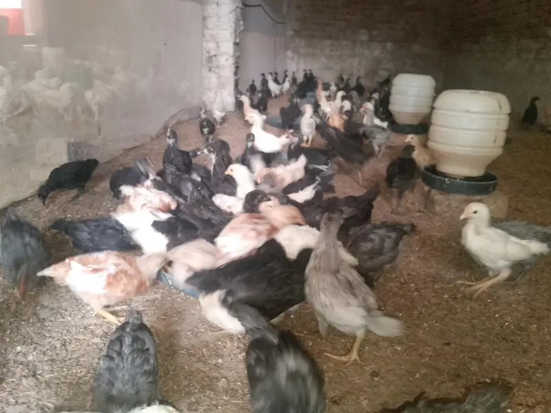 Australorp chicks — photo 2