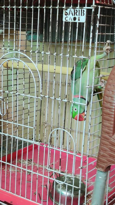 Raw Parrot  Talking, Hand Tame