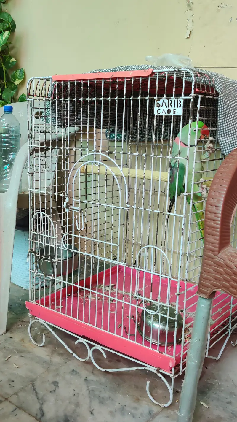 Raw Parrot  Talking, Hand Tame — photo 2