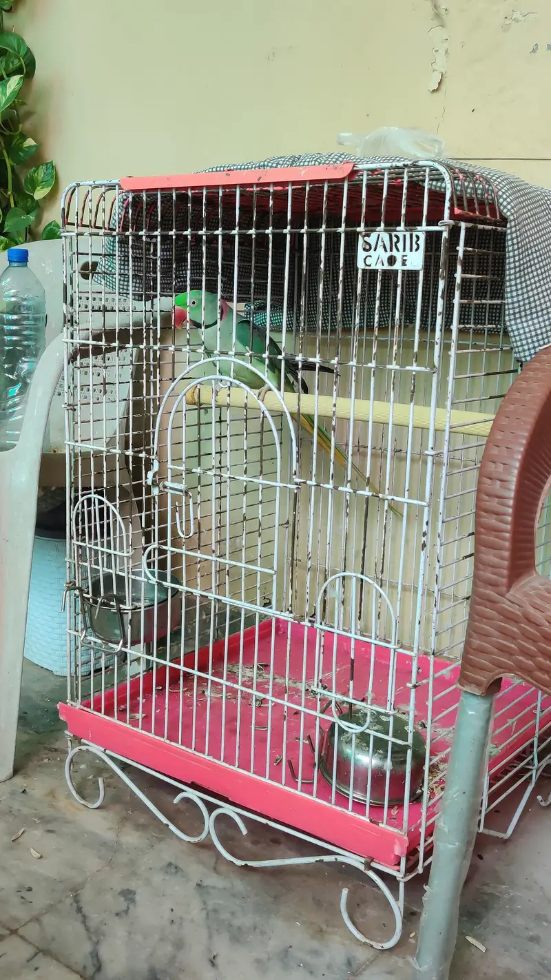Raw Parrot  Talking, Hand Tame — photo 3