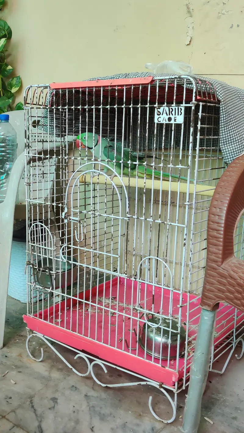 Raw Parrot  Talking, Hand Tame — photo 4