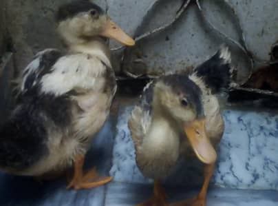 ducks for sale