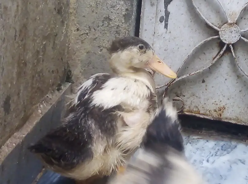 ducks for sale — photo 2