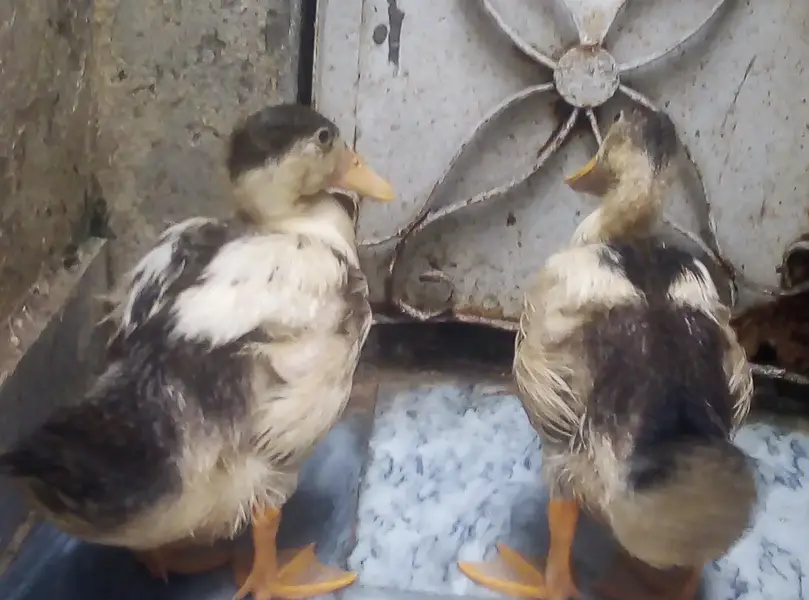 ducks for sale — photo 3