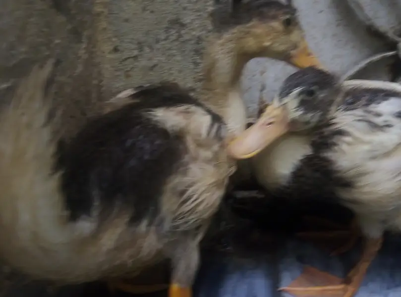 ducks for sale — photo 4