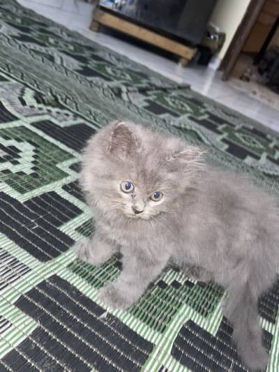Cross birtish short hair kittens