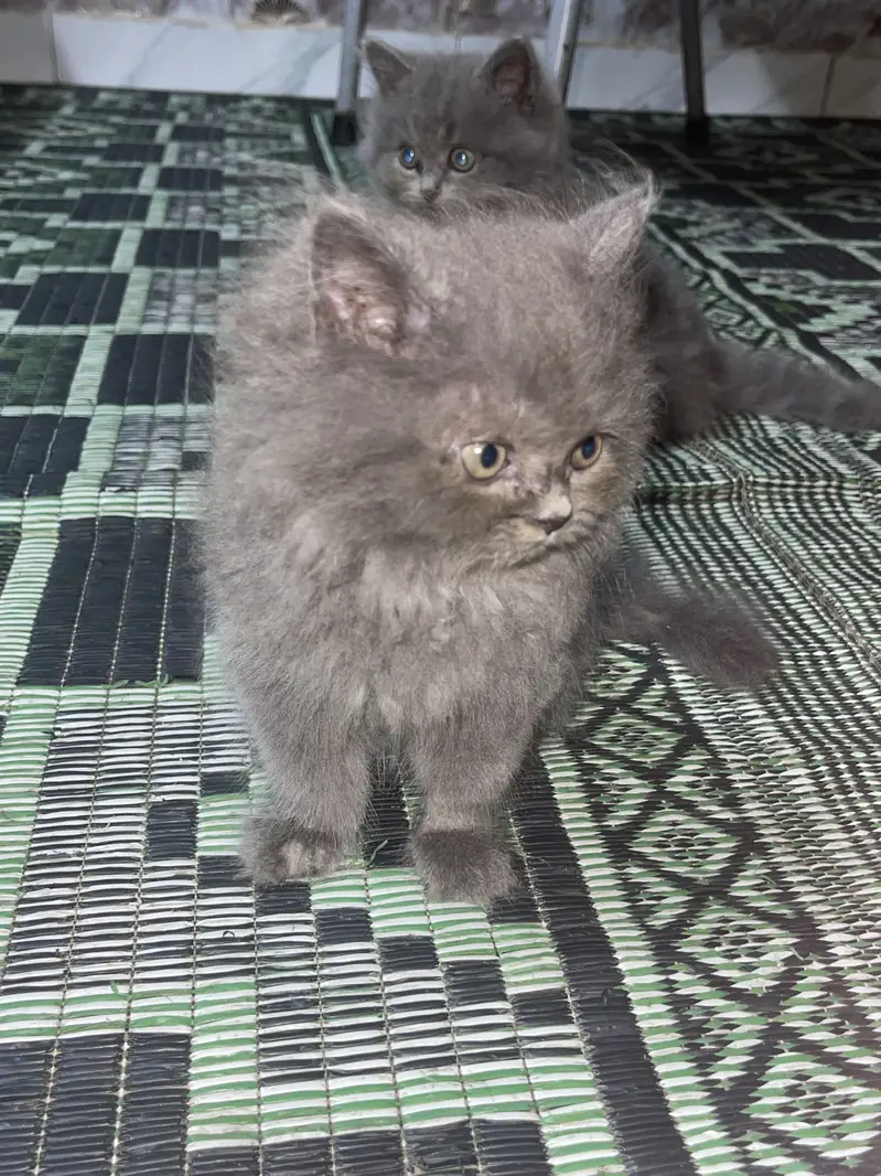 Cross birtish short hair kittens — photo 2
