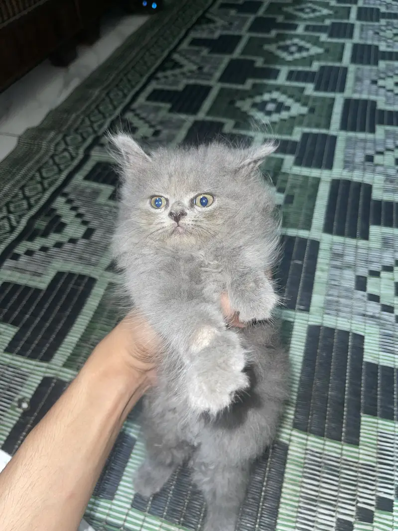 Cross birtish short hair kittens — photo 3