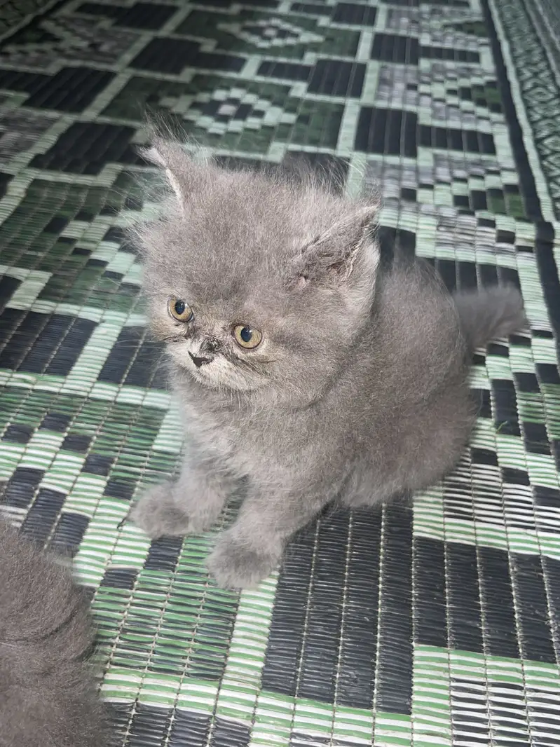 Cross birtish short hair kittens — photo 4