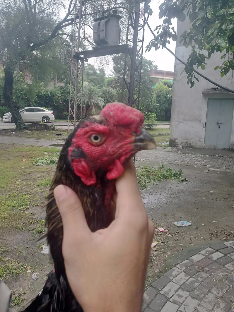Perot beak x shamo crox aseel available — photo 4