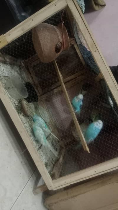 3pair ha totel 6 with pinjreh k sth